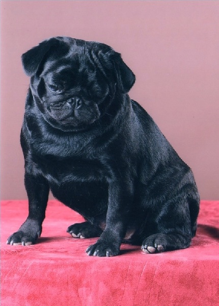 Elisa du lac d'andoria