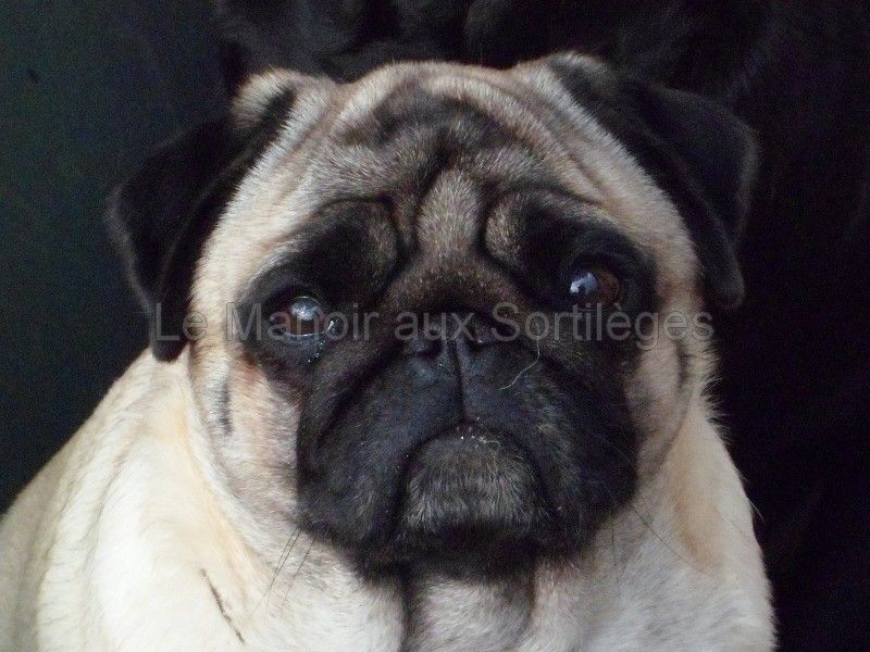 Estelle du lac d'andoria