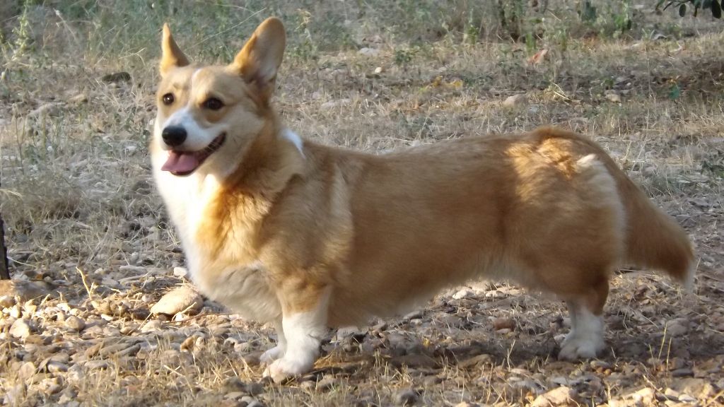 Lady morgane (surnommée juno) du lac d'andoria