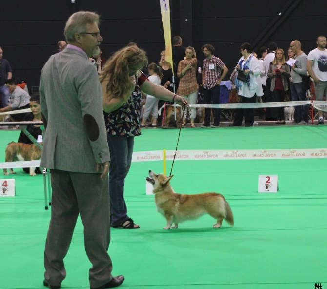 du lac d'andoria - QUALIFICATION POUR CRUFTS 2017 :