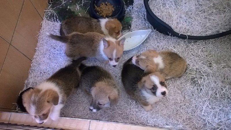du lac d'andoria - Welsh Corgi Pembroke - Portée née le 08/09/2015