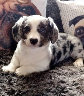 CHIOT 3