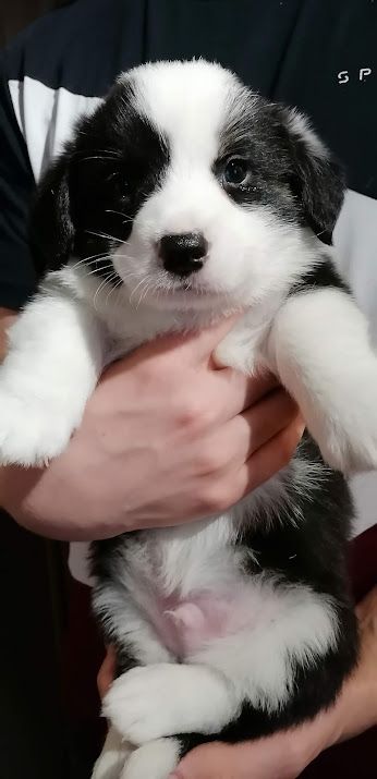 du lac d'andoria - Welsh Corgi Cardigan - Portée née le 21/01/2022