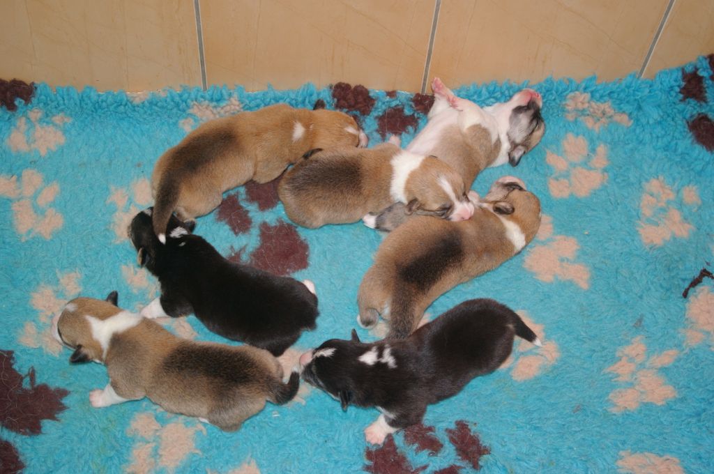 du lac d'andoria - Welsh Corgi Pembroke - Portée née le 16/03/2019